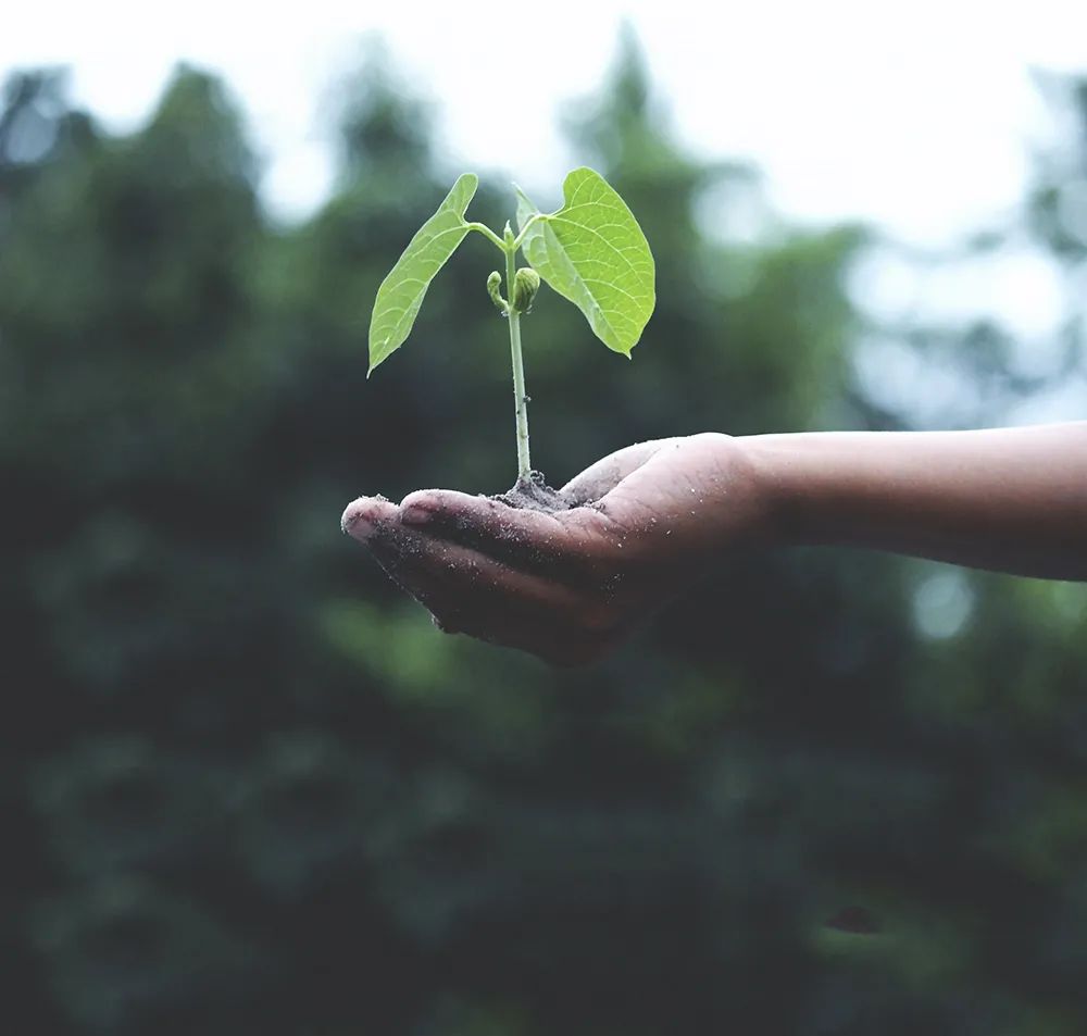 植樹(shù)節：春日踏青，與南北特共享春光