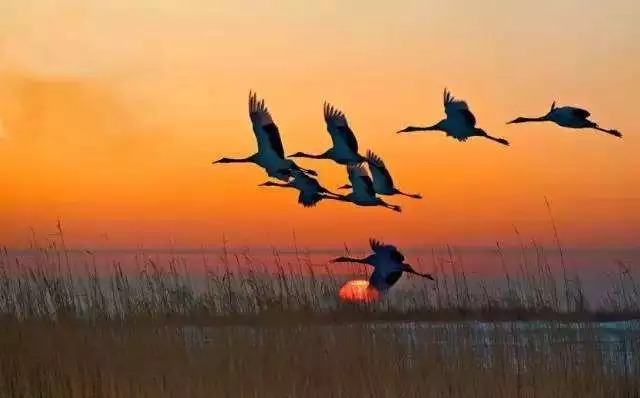  寒露將至，溫暖猶在!